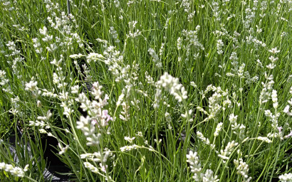 LAVANDA HIDCOTE WHITE